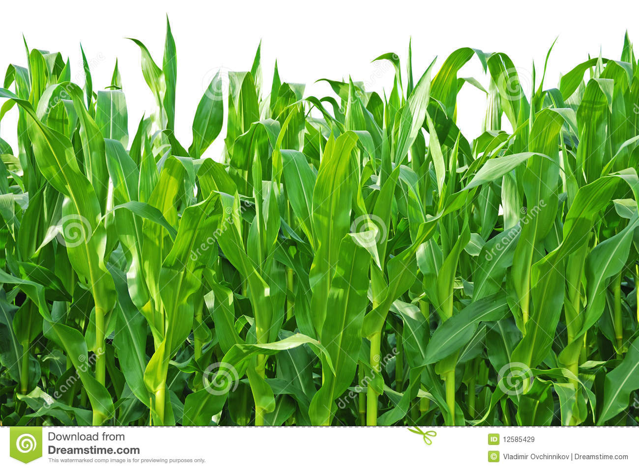 Growing a Stalk of Corn Clip Art