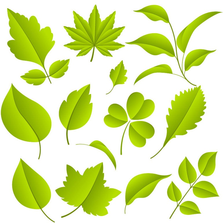 Leaves Free Vector Graphics Leaves Free Vector Graphics