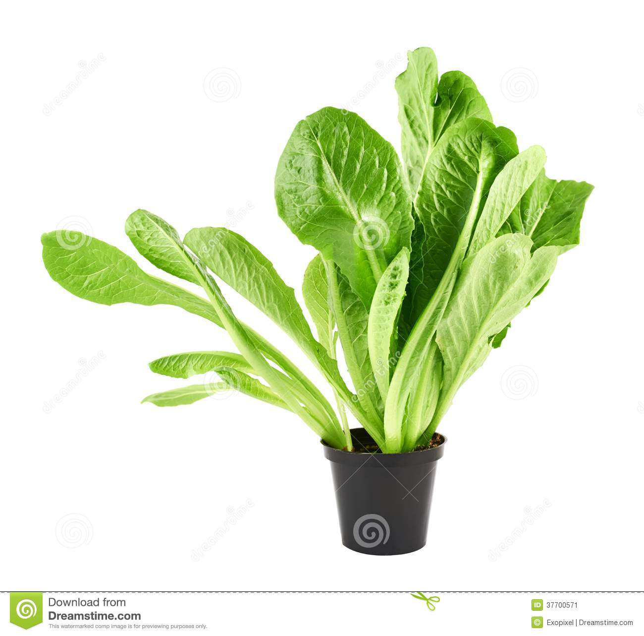 Lettuce Leaf Clip Art Black and White