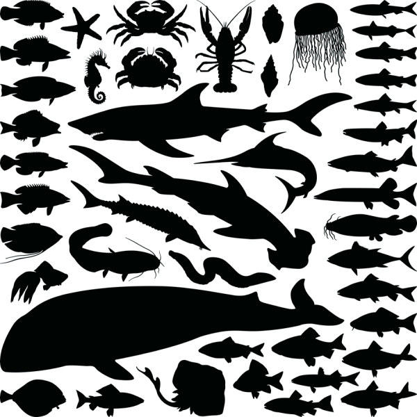 Marine Animal Silhouette Marine Animal Silhouette