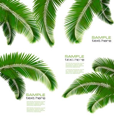 Palm Leaf Vector