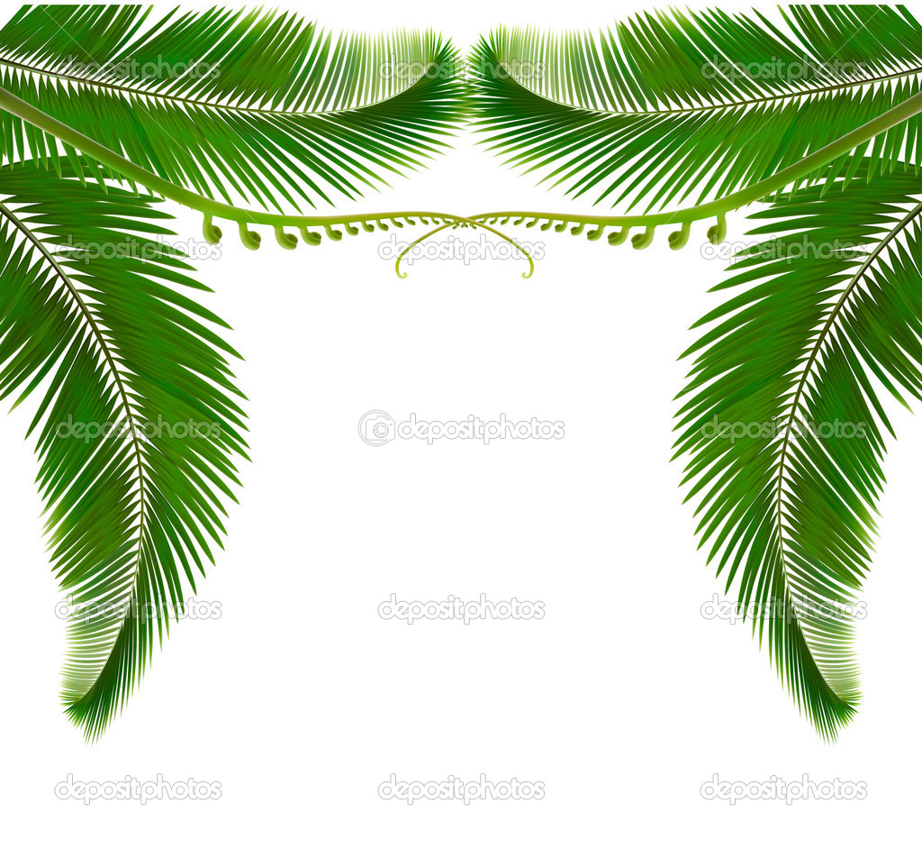 Palm Leaves On White