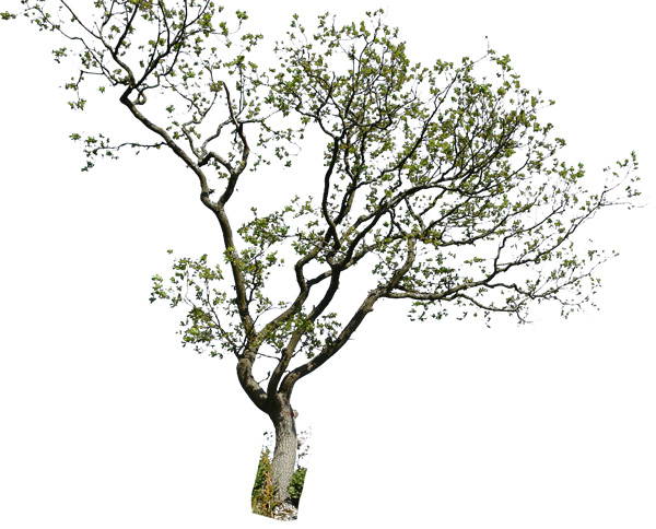 Photoshop Tree PSD