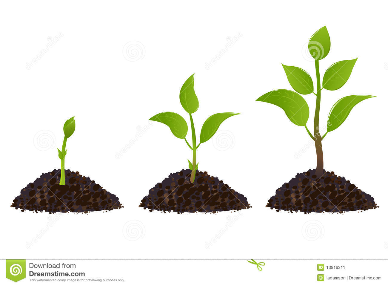 Plant Life Processes Plant Life Processes