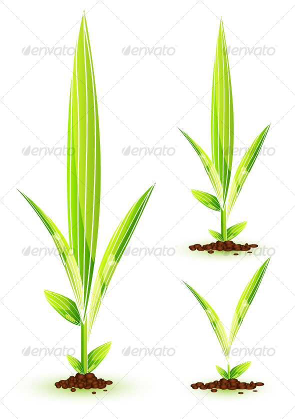 13 Young Plant Vector Images