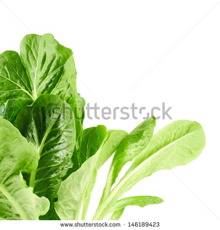 Roman Lettuce Leaf