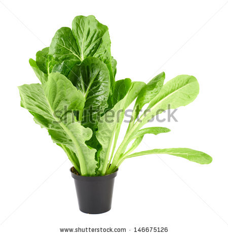 Roman Lettuce Leaf