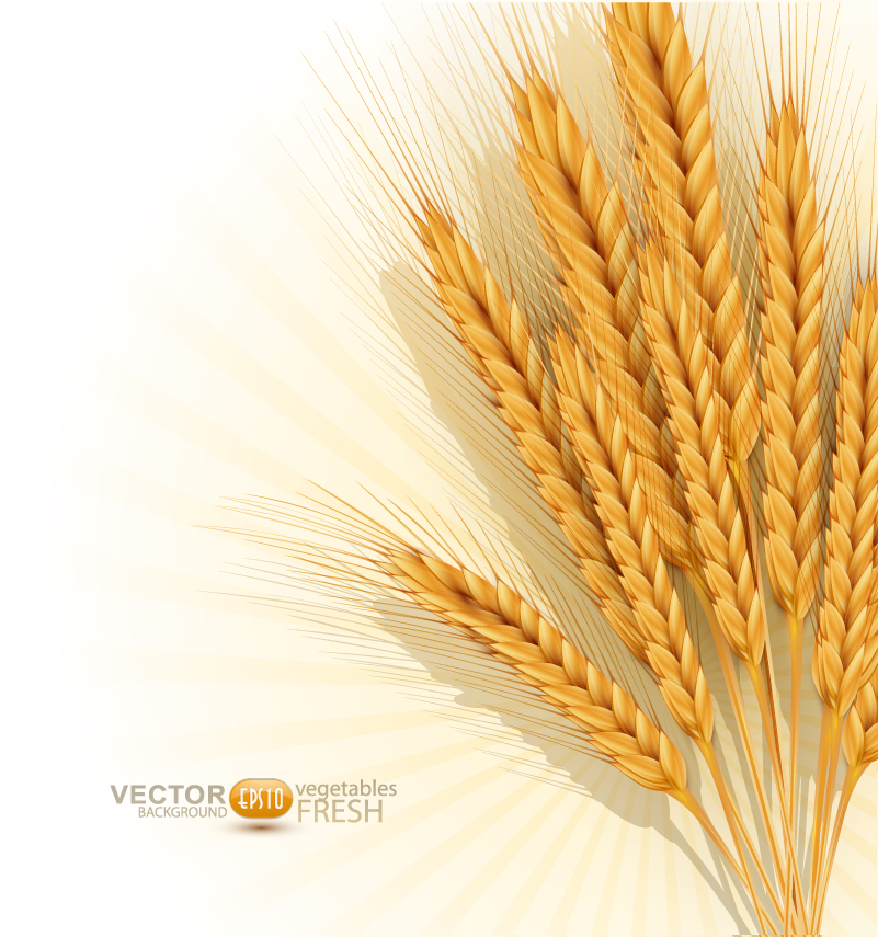 Sheaf of Wheat Vector