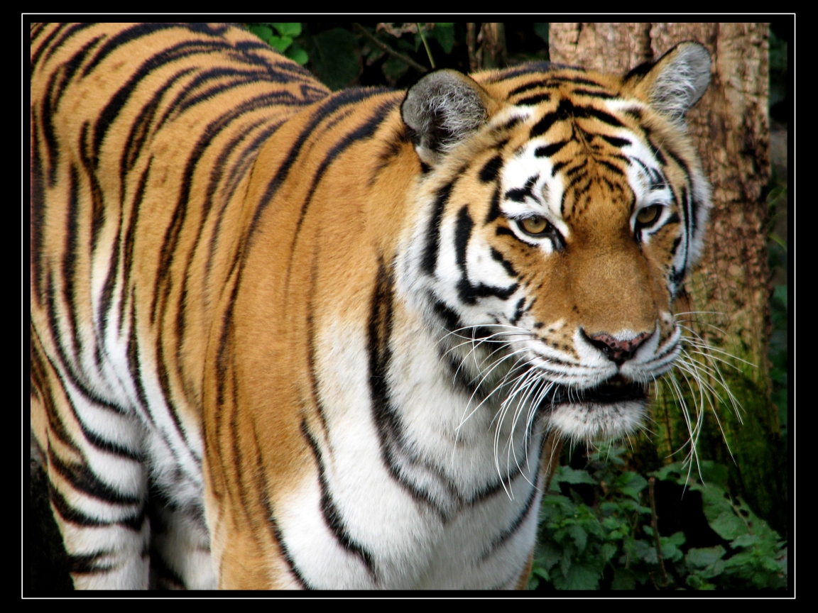 Tiger Bing Images as Wallpaper