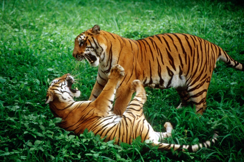 Tiger Fight