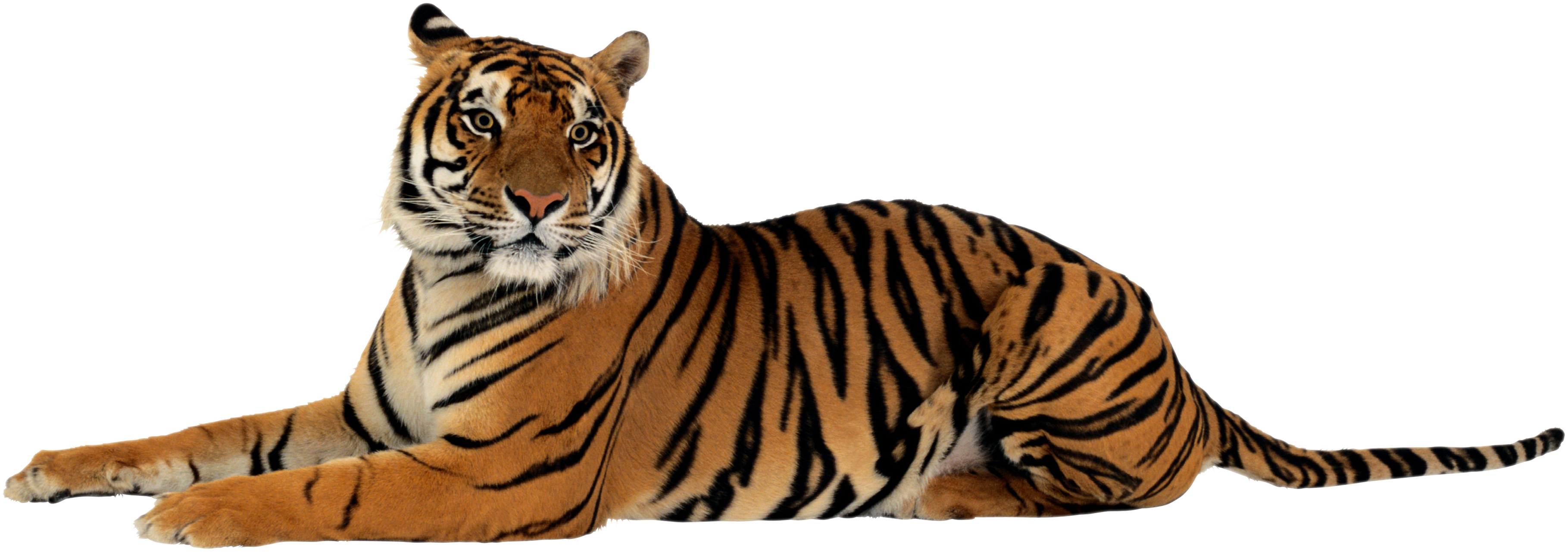 Transparent Tiger Clip Art