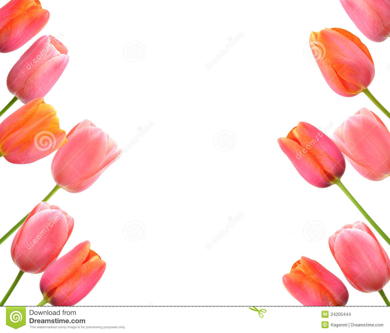 Tulip Flower Border Design