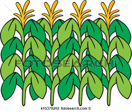 Vector Corn Stalk Clip Art