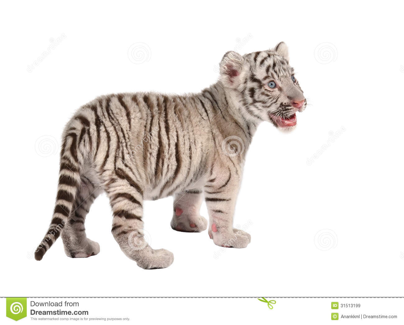 White Bengal Tiger Babies