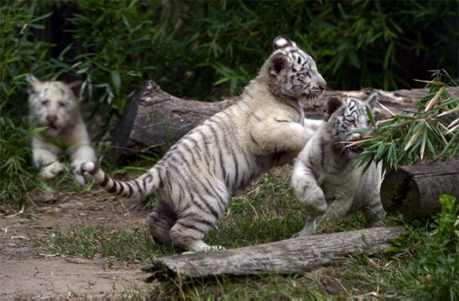 White Bengal Tiger Cub
