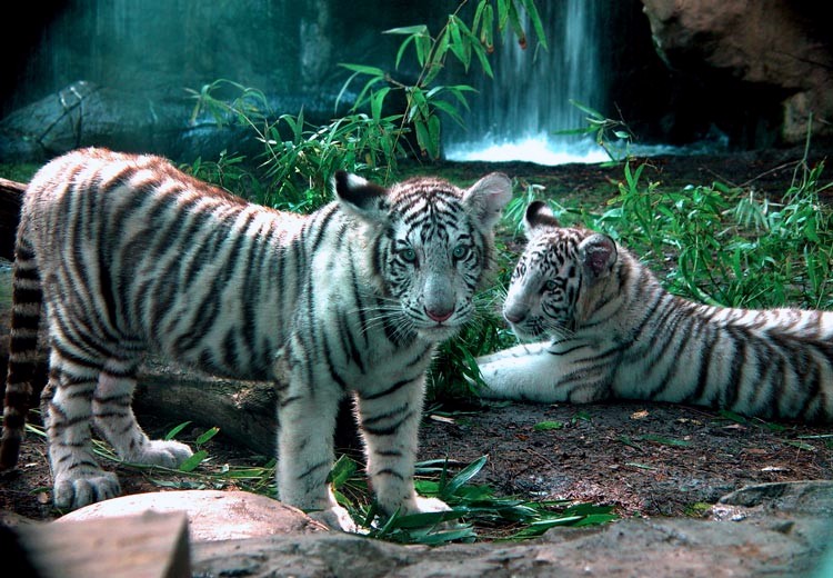 White Bengal Tiger Habitat