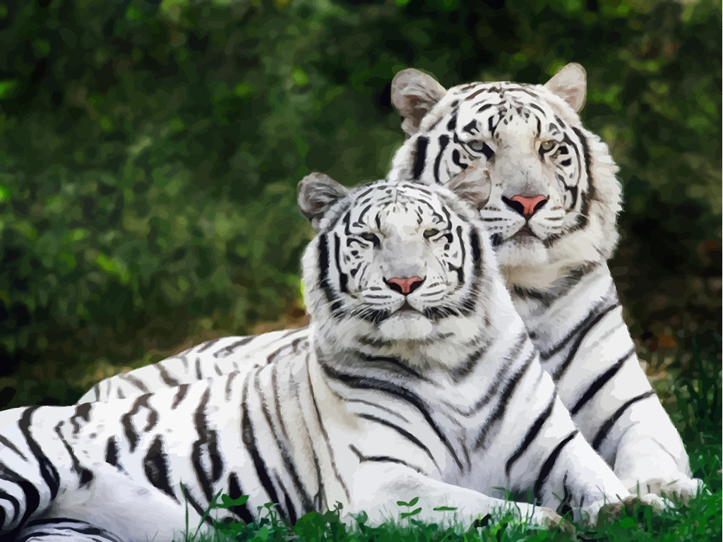 White Bengal Tiger