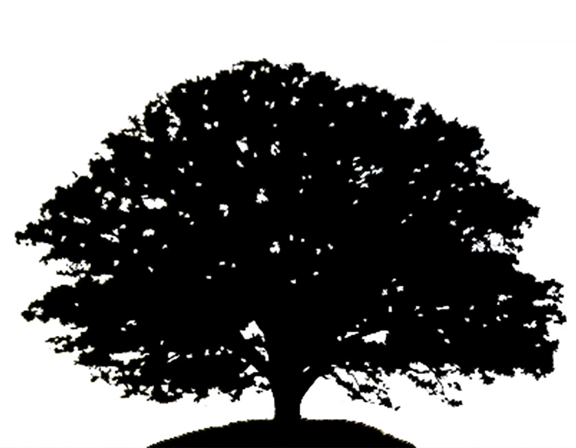 White Oak Tree Silhouette Clip Art