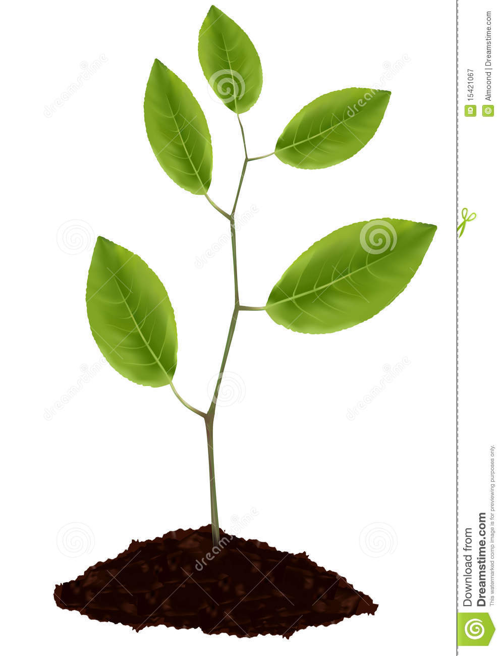 Young Plant Young Plant