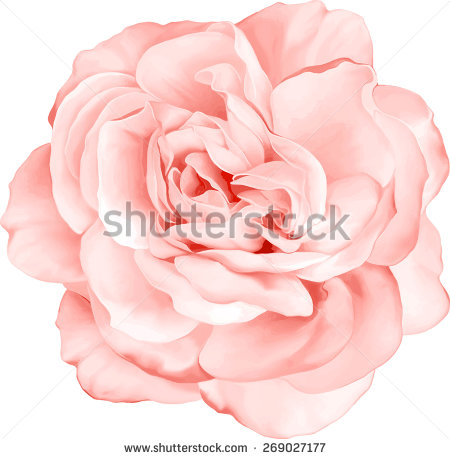 Beautiful Light Pink Flower
