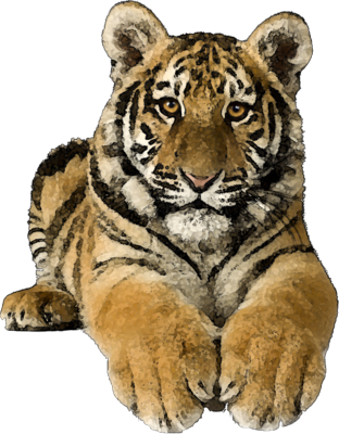 Bengal Tiger Clip Art