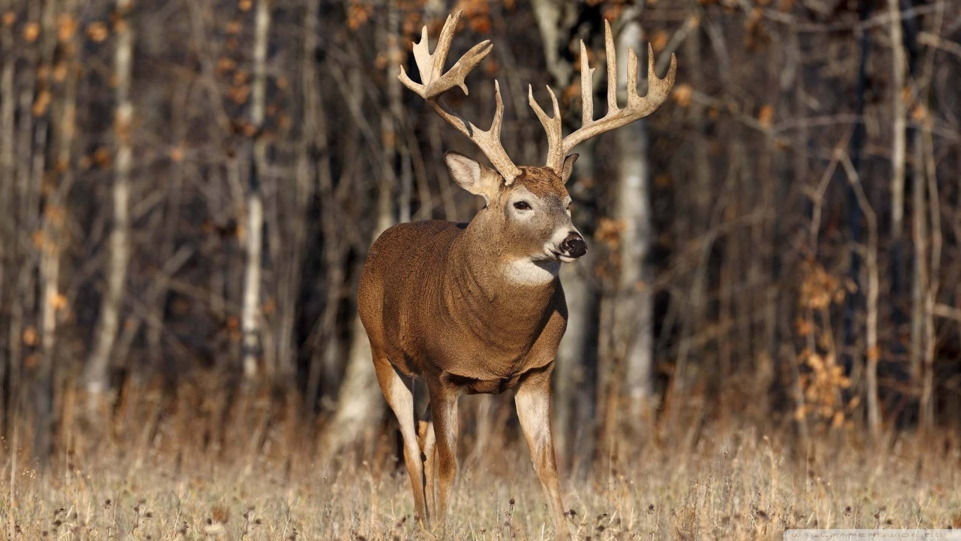 Big Buck Whitetail Deer Hunting