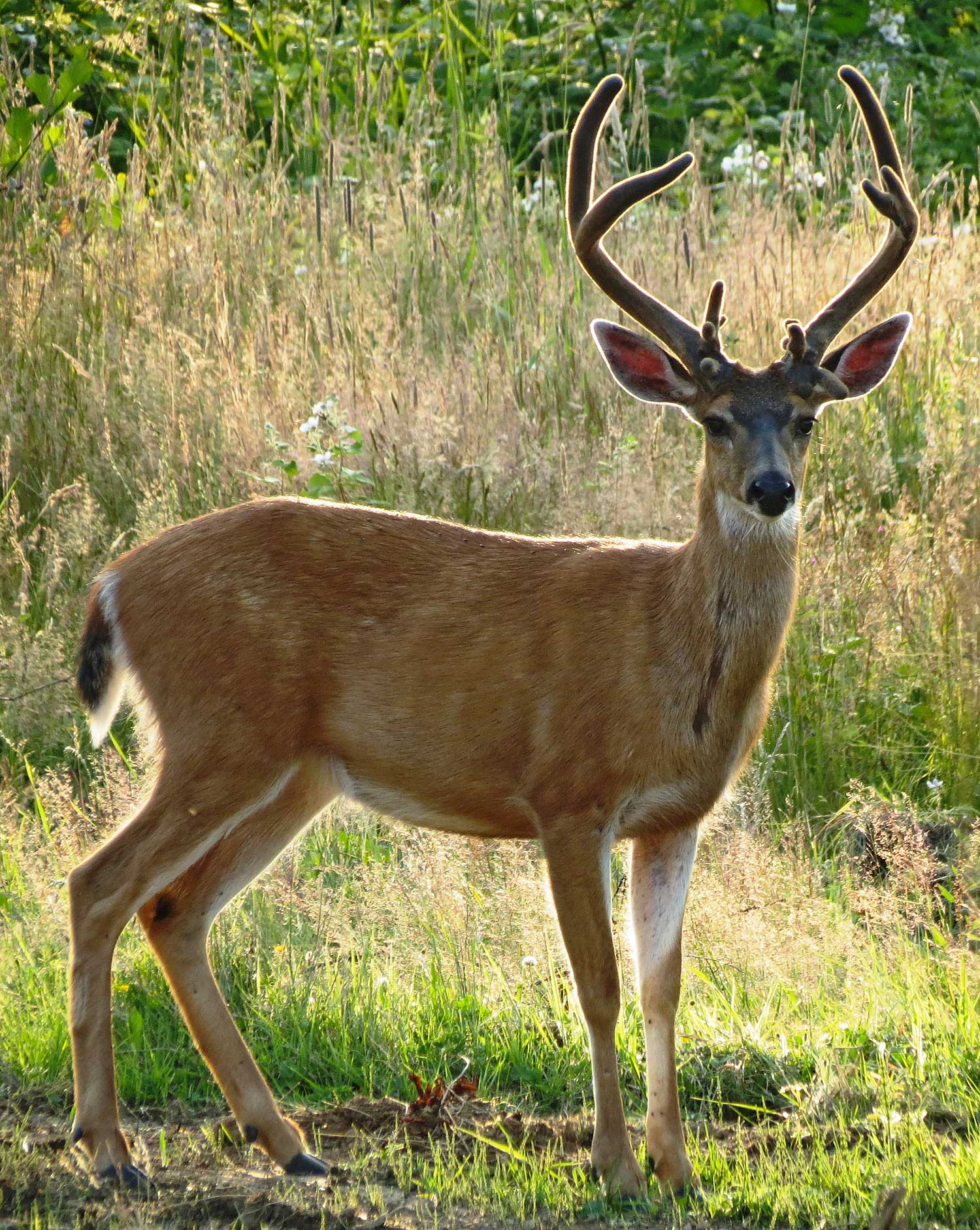 Black Tail Deer Animal Pictures