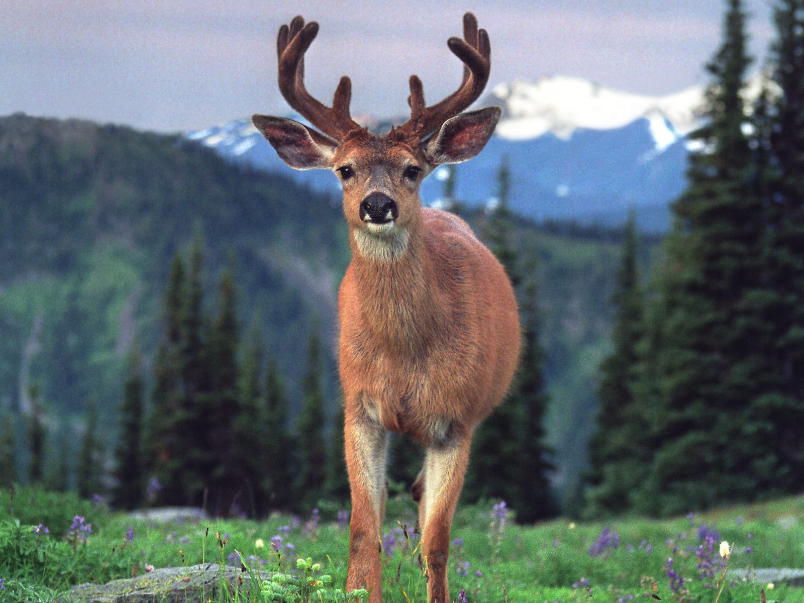 Blacktail Deer Pictures Animal