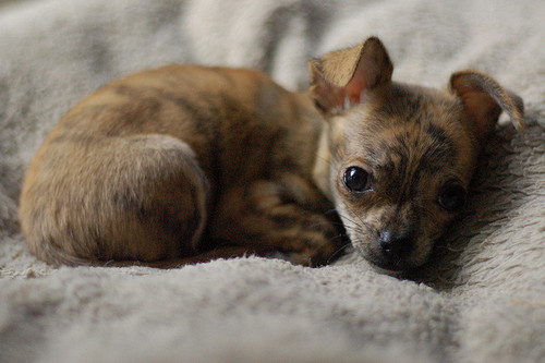 Brindle Chihuahua Puppies