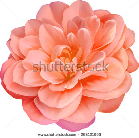 Camellia Red Flower Isolated