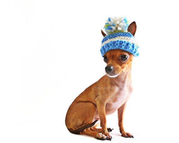Chihuahua Dog with Hat