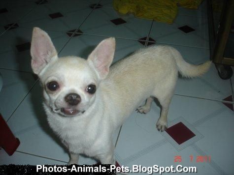 Chihuahua Dog