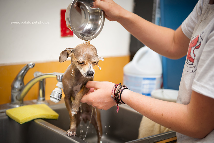 Chihuahua Getting Baths
