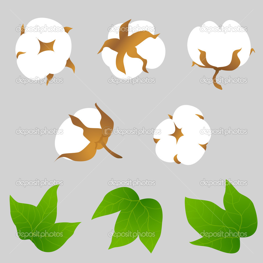 Cotton Boll Plant