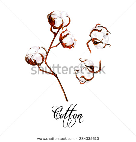 Cotton Boll Vector Art