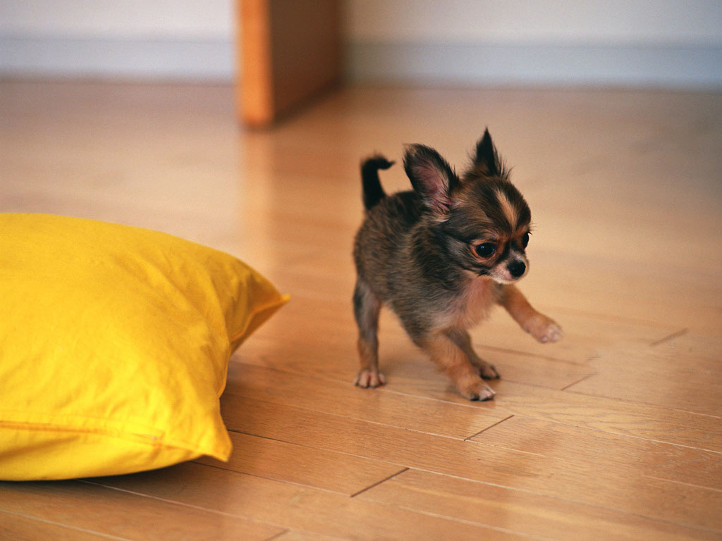 Cute Little Chihuahua Dogs Puppy