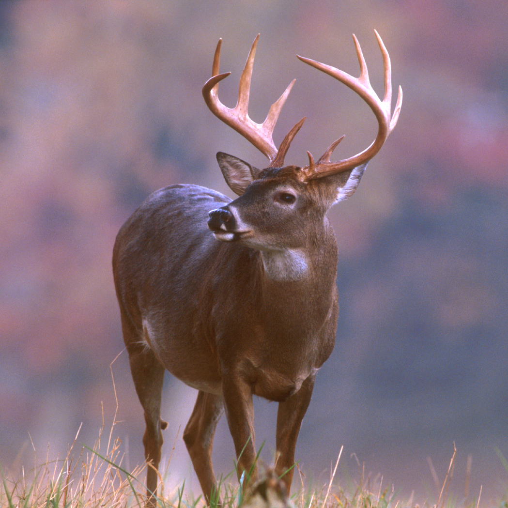 Deciduous Forest Animals Deer