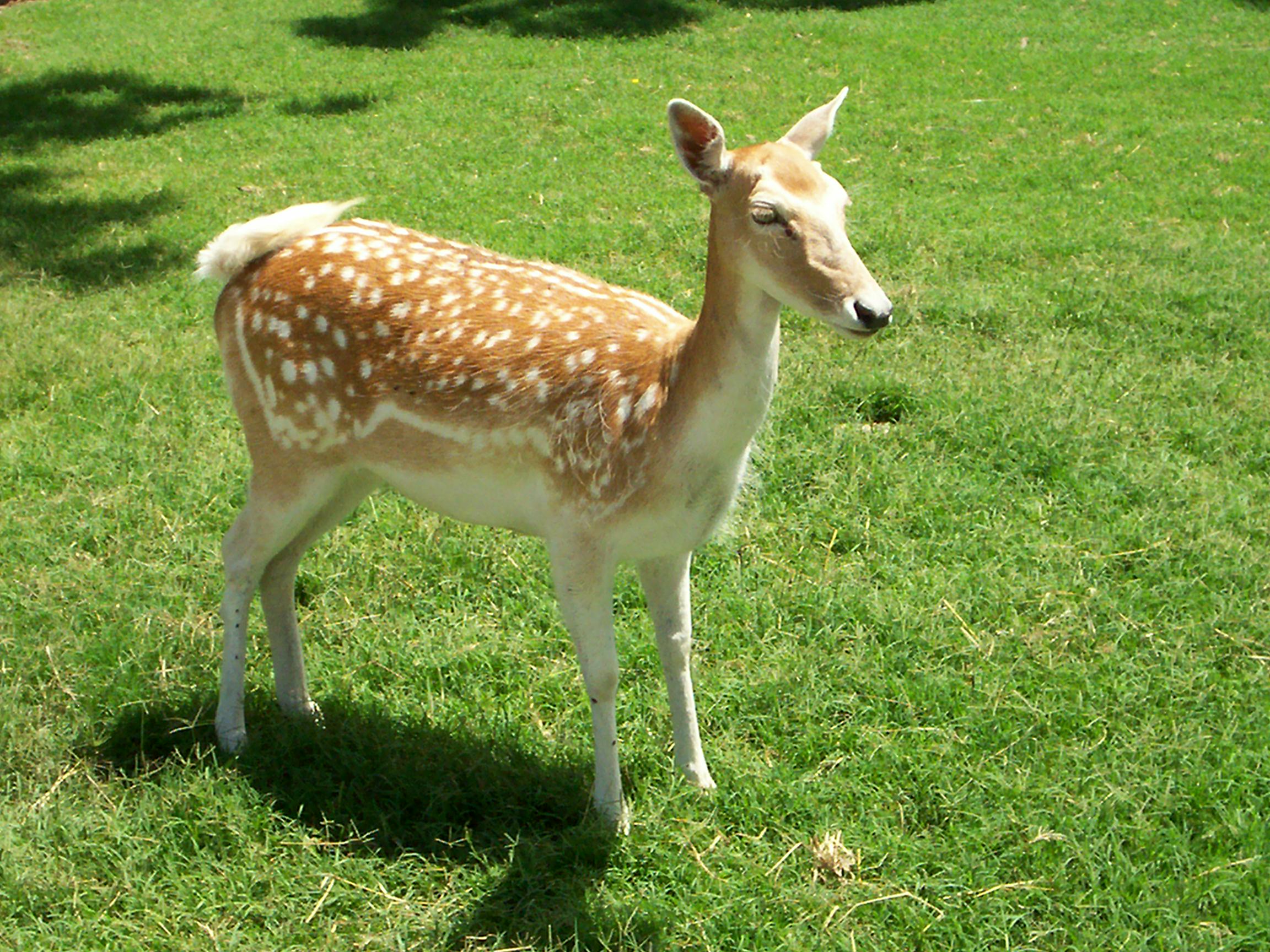 Deer Animal