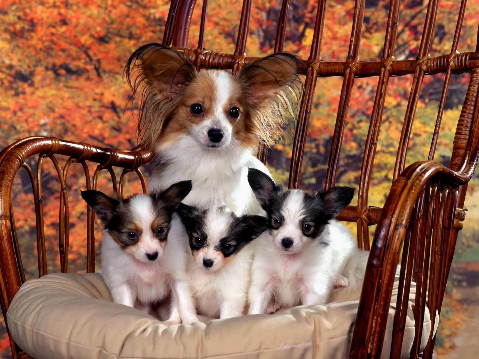 Dog and Chihuahua Puppies