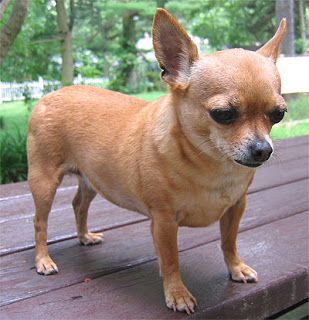 Fat Brown Chihuahua Dog