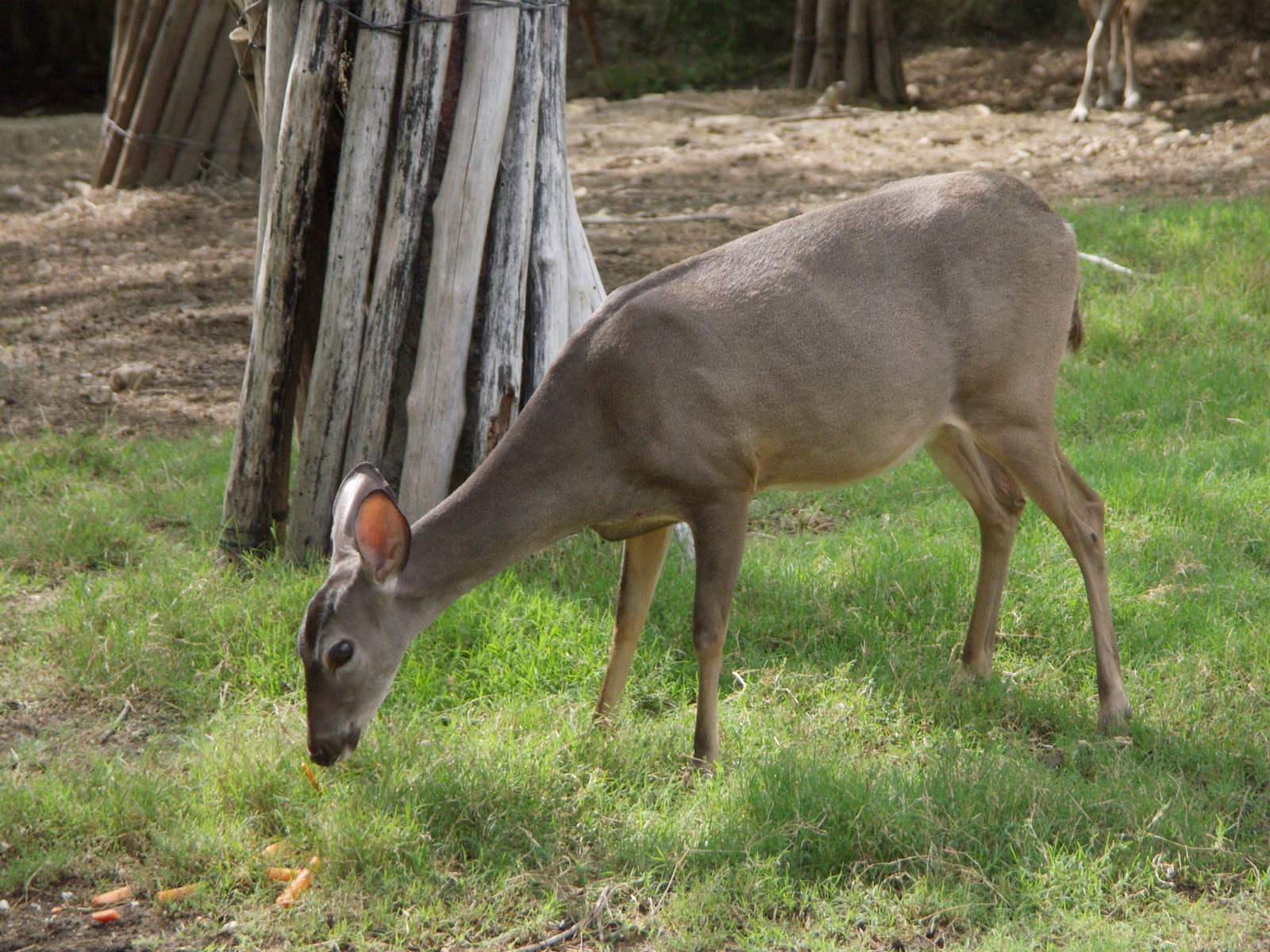 Forest Animals Deer