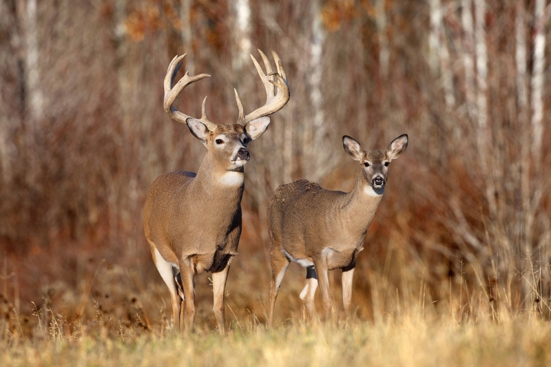 Free Buck Pictures Whitetail Deer