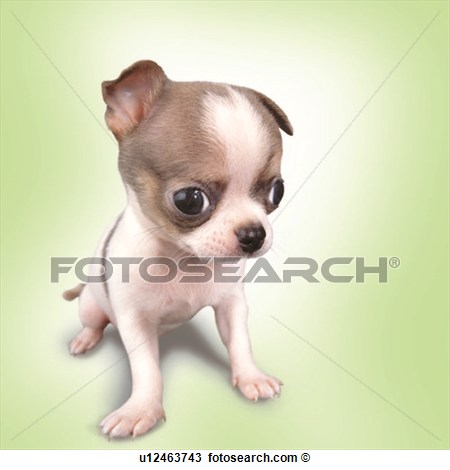 Free Clip Art Chihuahua Dogs