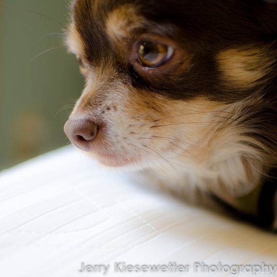 Gold and White Chihuahua Puppies