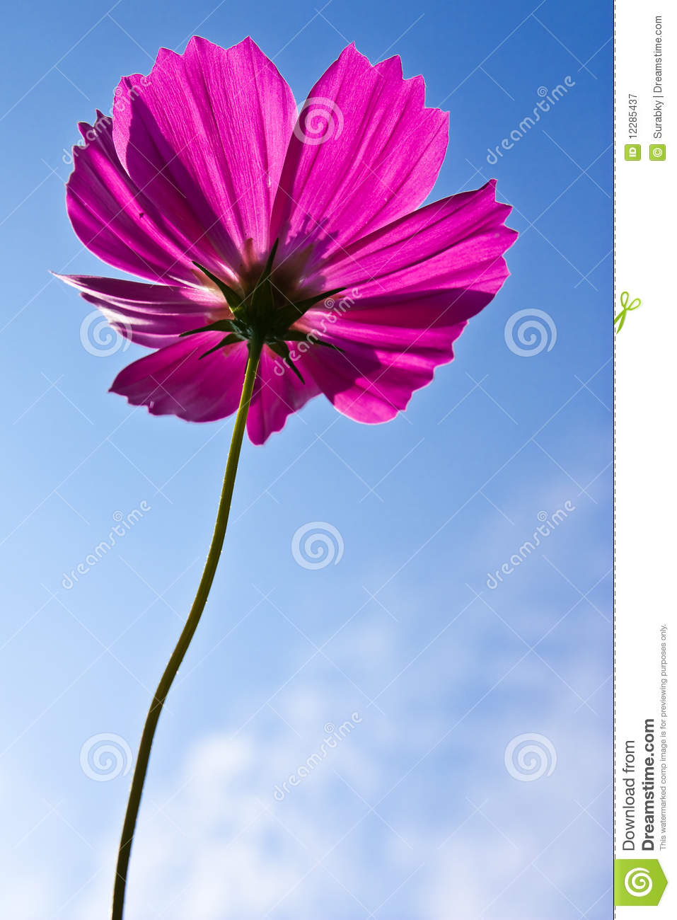 Low Angle Photography Flowers