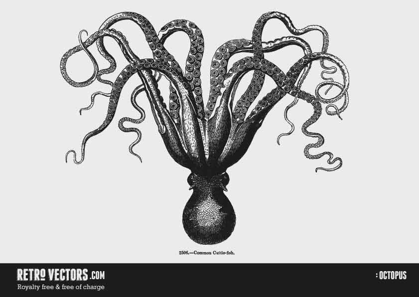 Octopus Tentacles Vectors Free