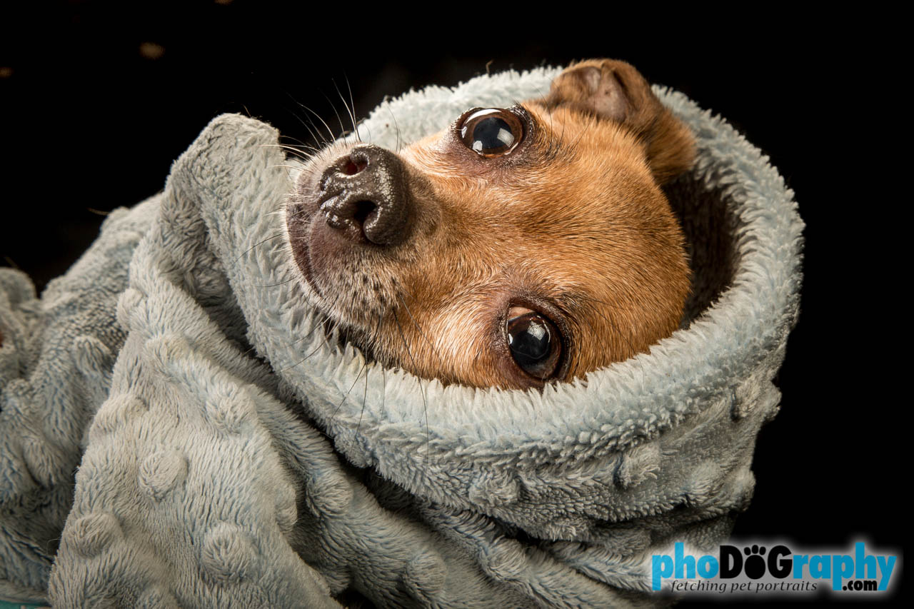 Pet Portrait Studio