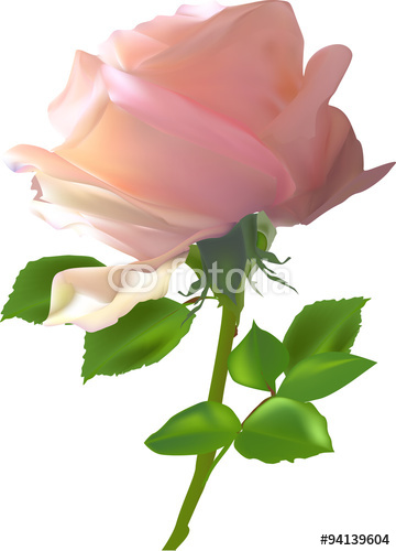 Single Pink Rose Vector