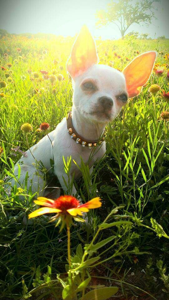 Springtime Chihuahua