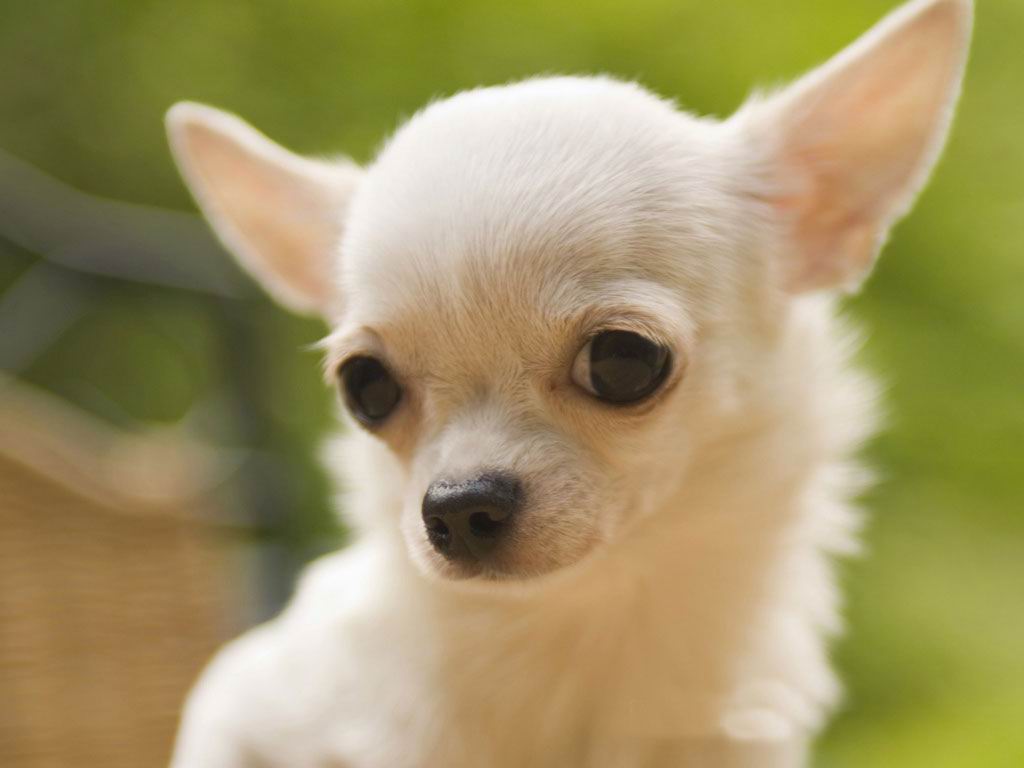 White Chihuahua Puppy